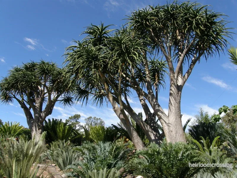 Trädaloe (Aloe barberae) | frön, 10 st.