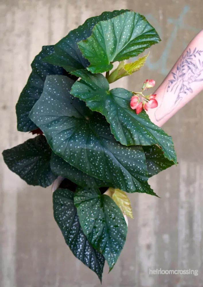 Begonia 'Corallina' - Bild 2