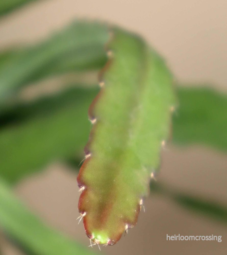 Disocactus (Epiphyllum) 'Red Tip' - Bild 3