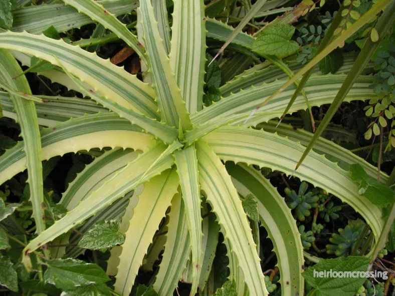 Grenad Aloe "brokig" (Aloe arborescens "variegata") | frön, 10 st.