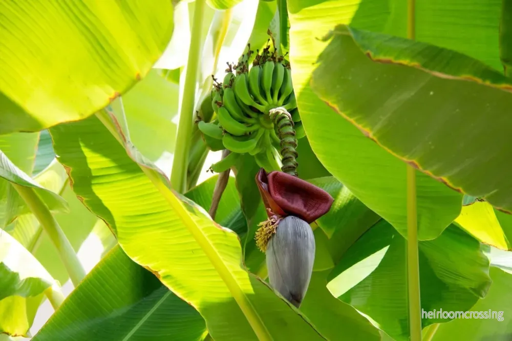 Thomsons banan (Musa thomsonii) | frön, 10 st. - Bild 3