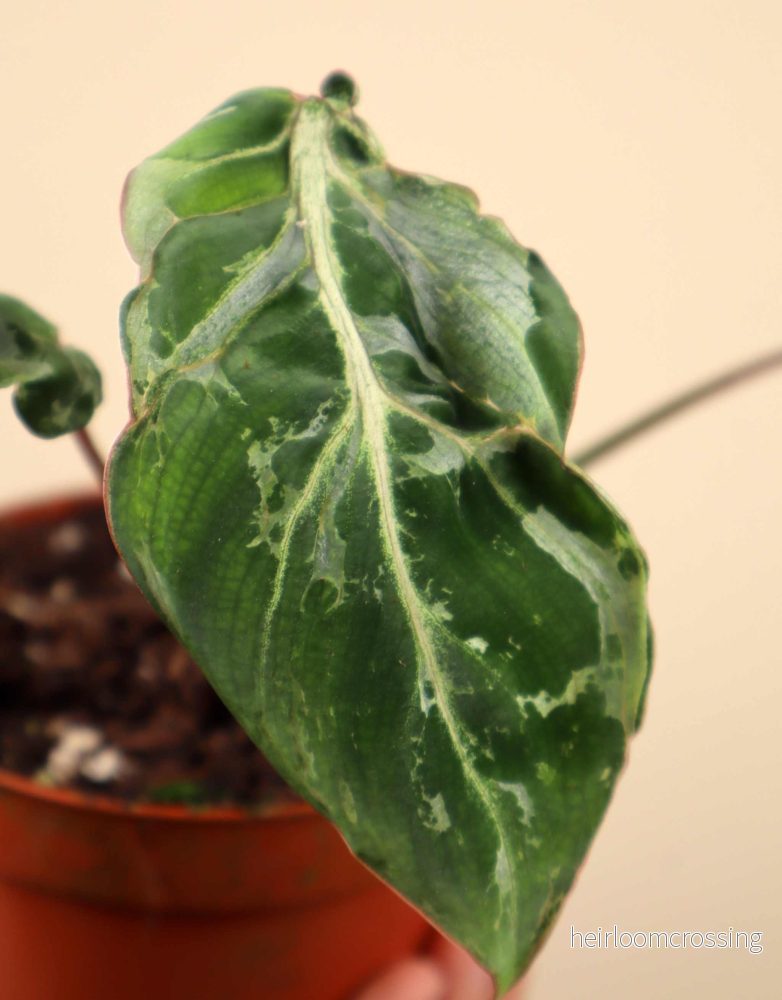 Philodendron gloriosum 'Snow Leopard' - Bild 2