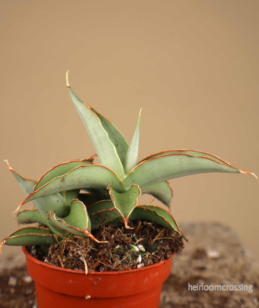 Sansevieria 'Swan Dancer' - Bild 2