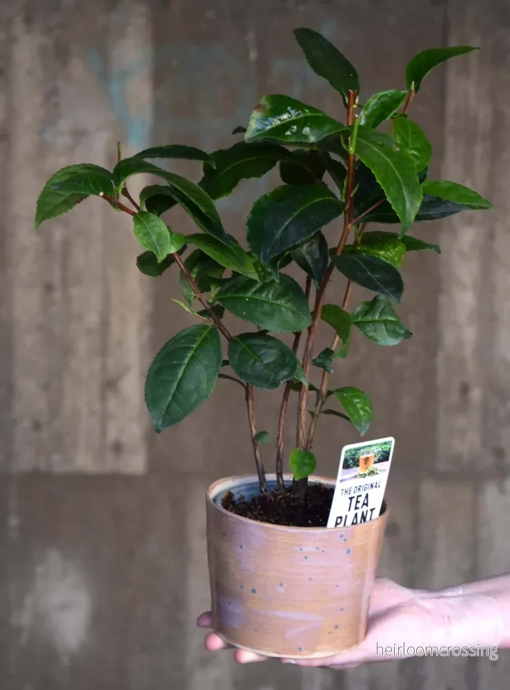Tebuske 'Camellia sinensis' (frosttålig sort)