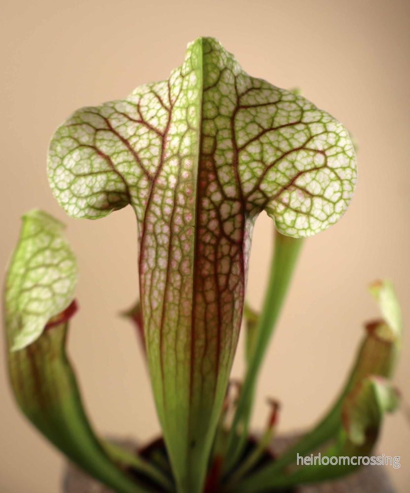 Sarracenia x 'Eva' - Bild 2