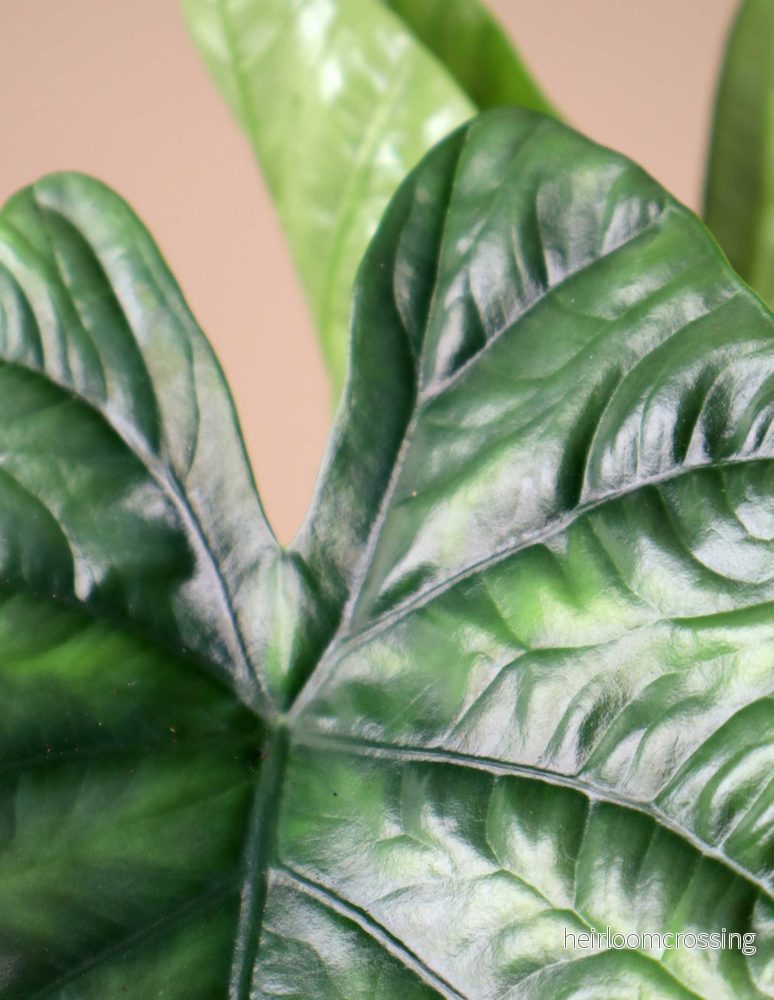 Alocasia Lukiwan - Bild 2