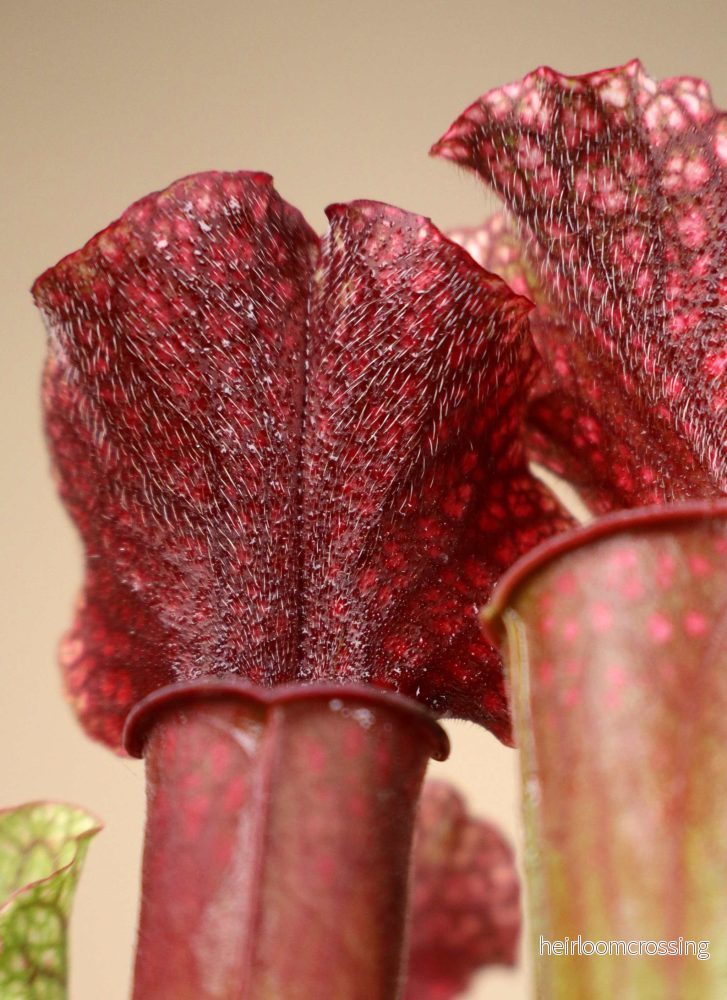 Sarracenia | Flugtrumpet - Bild 3