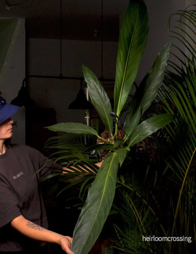 Anthurium pendulifolium x cubense 'Big Bill' - Bild 3