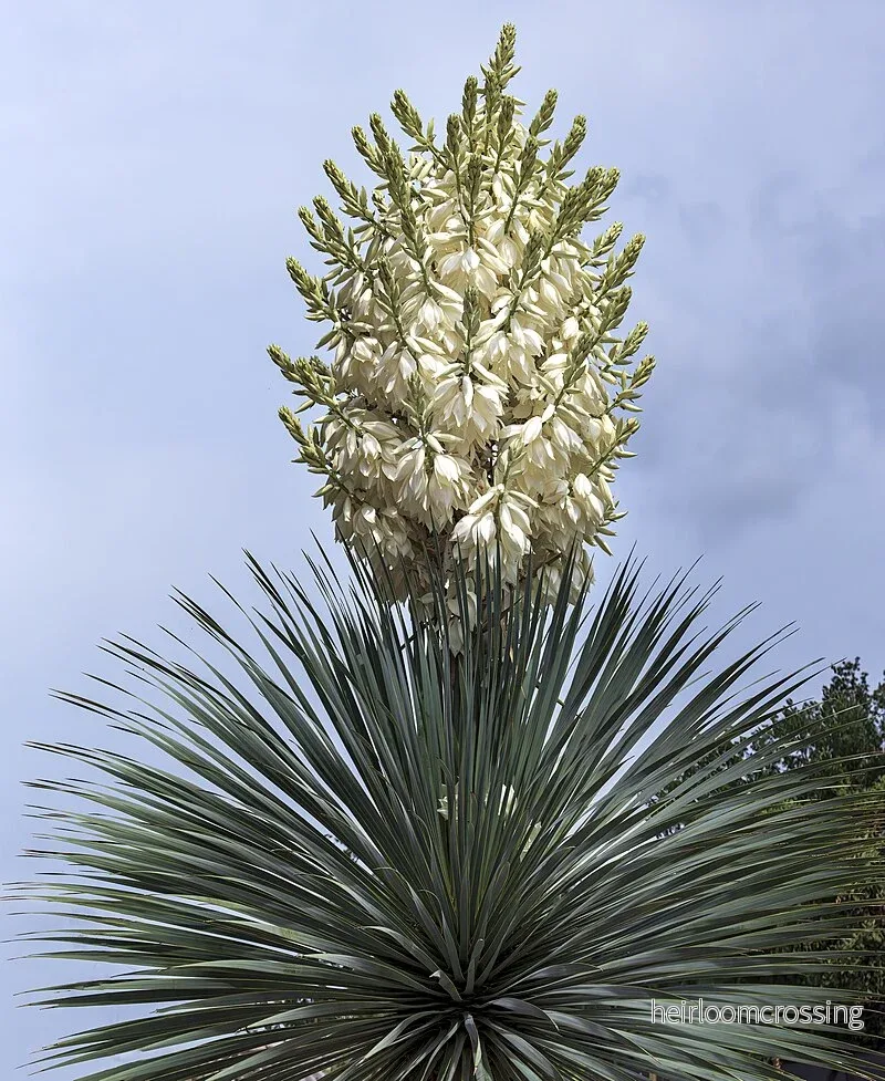 Blå silveryucca (Yucca rostrata "Blue Silver") | frön, 10 st. - Bild 3