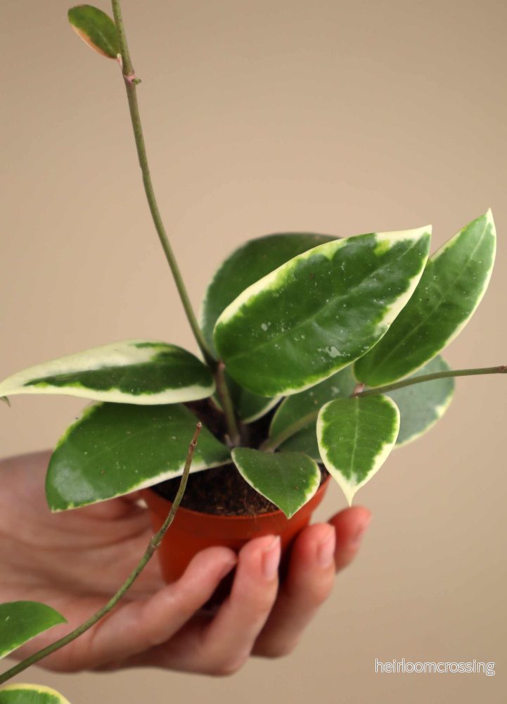Hoya verticillata 'Albomarginata'
