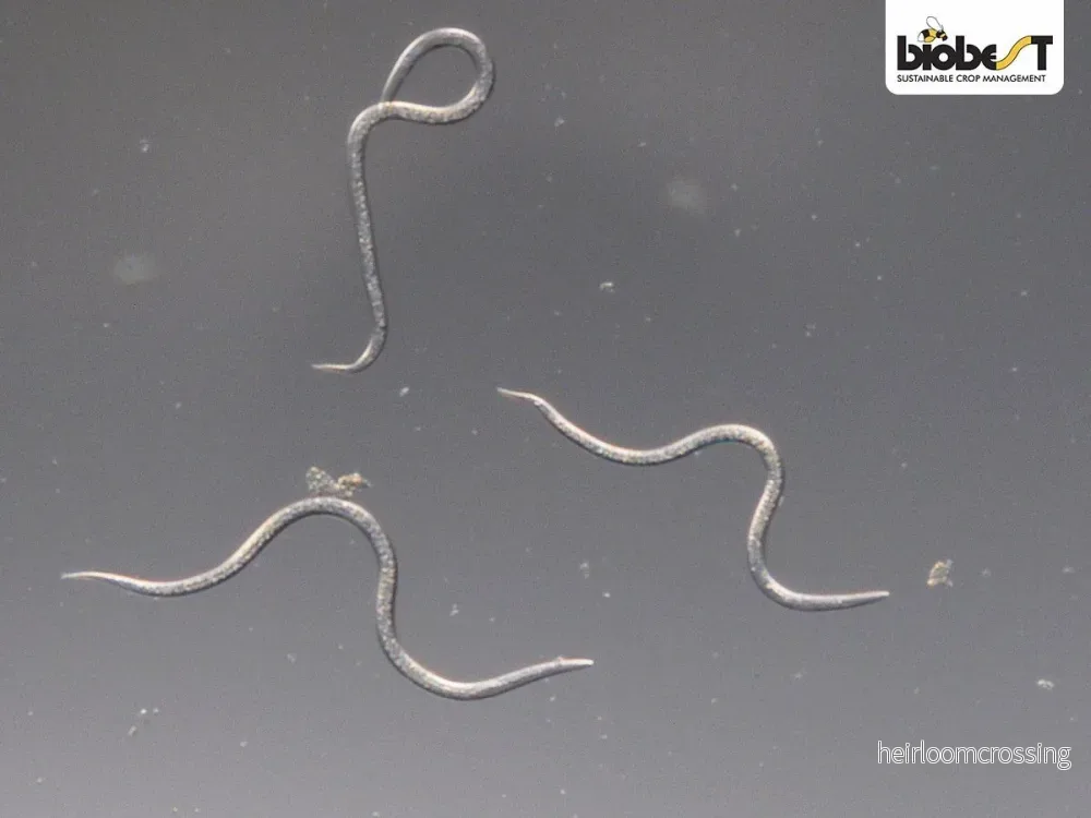 Nematoder | till köksträdgården - Bild 3