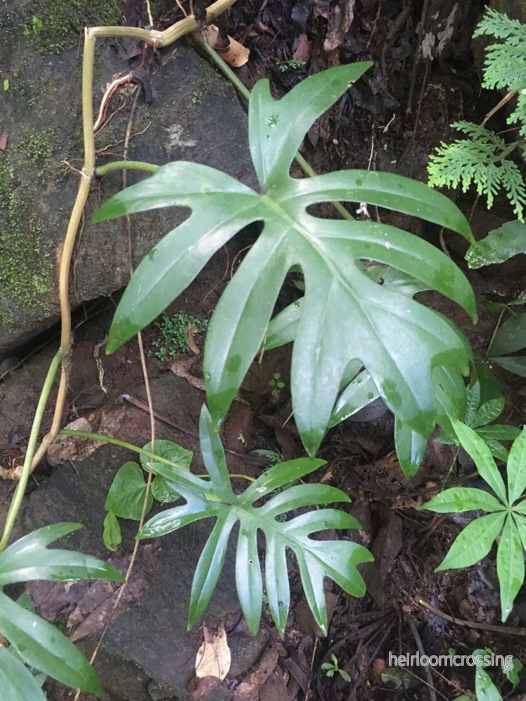 Philodendron mayoi Philodendron mayoi