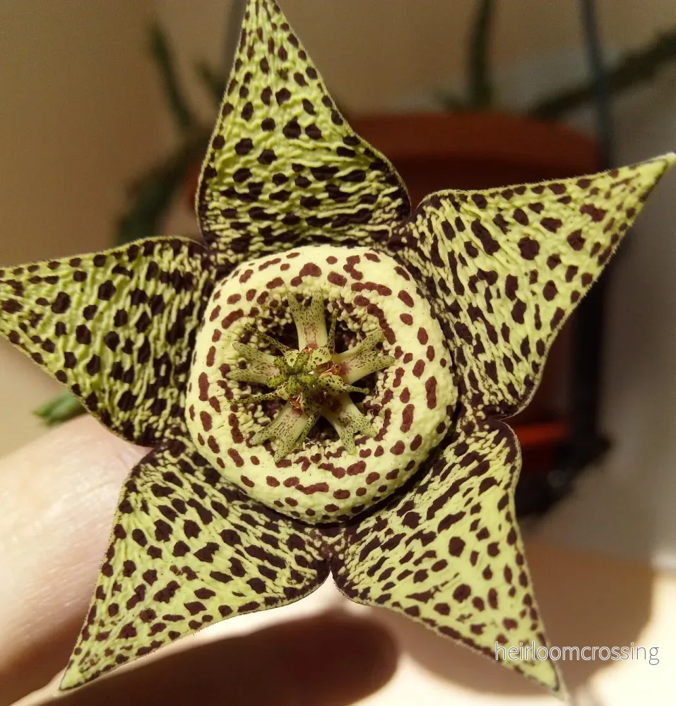 Stjärna (Stapelia variegata) | växt Stjärna (Stapelia variegata) | växt