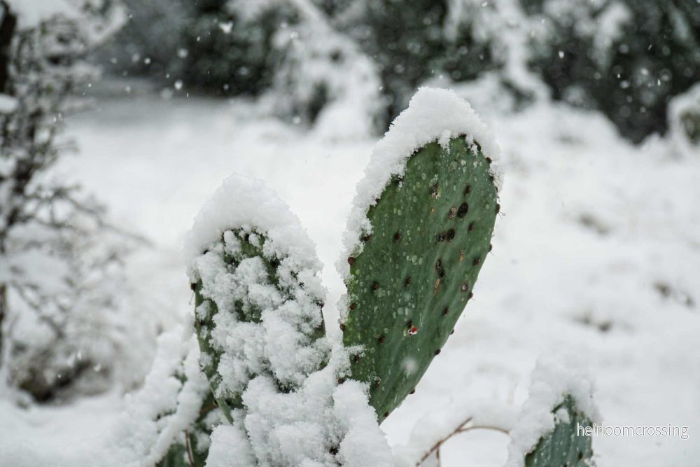 Krypopuntia 'Opuntia humifusa' (Köldtålig fikonkaktus)