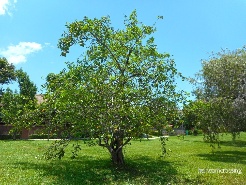 Träskäpple (Annona glabra) | frön, 5 st. - Bild 3