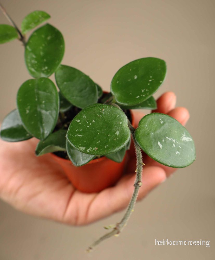 Hoya 'Mathilde' - Bild 3