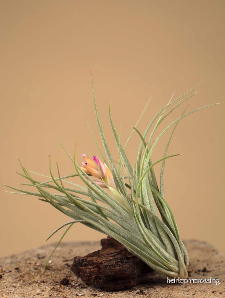 Tillandsia 'cotton candy' - Bild 3