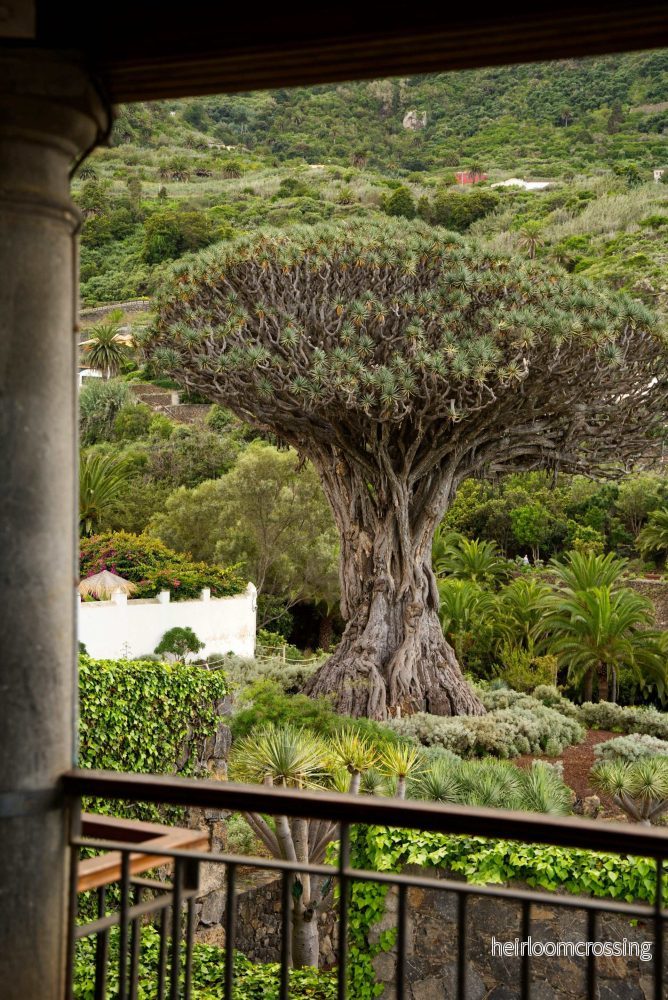 Drakblodsträd | Dracena draco ssp. draco