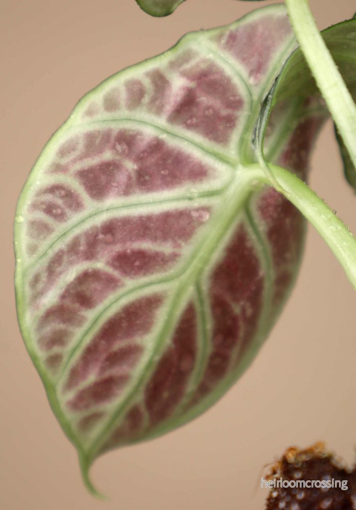 Alocasia reginula 'ninja' - Bild 3