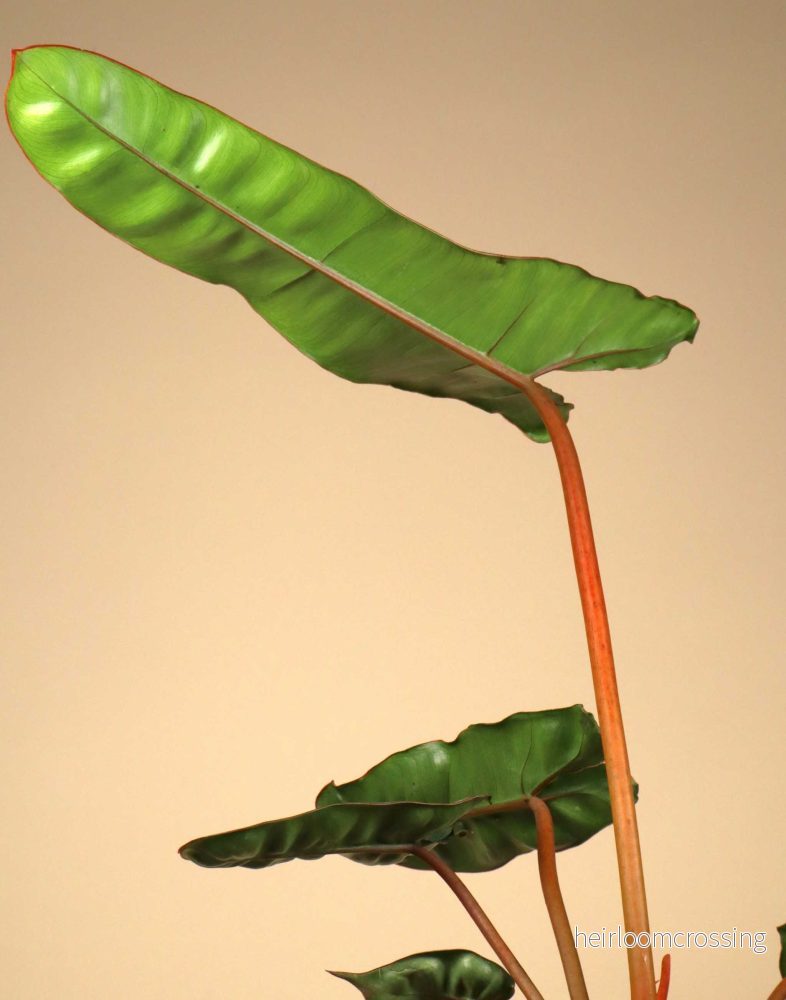 Philodendron billietiae - Bild 3