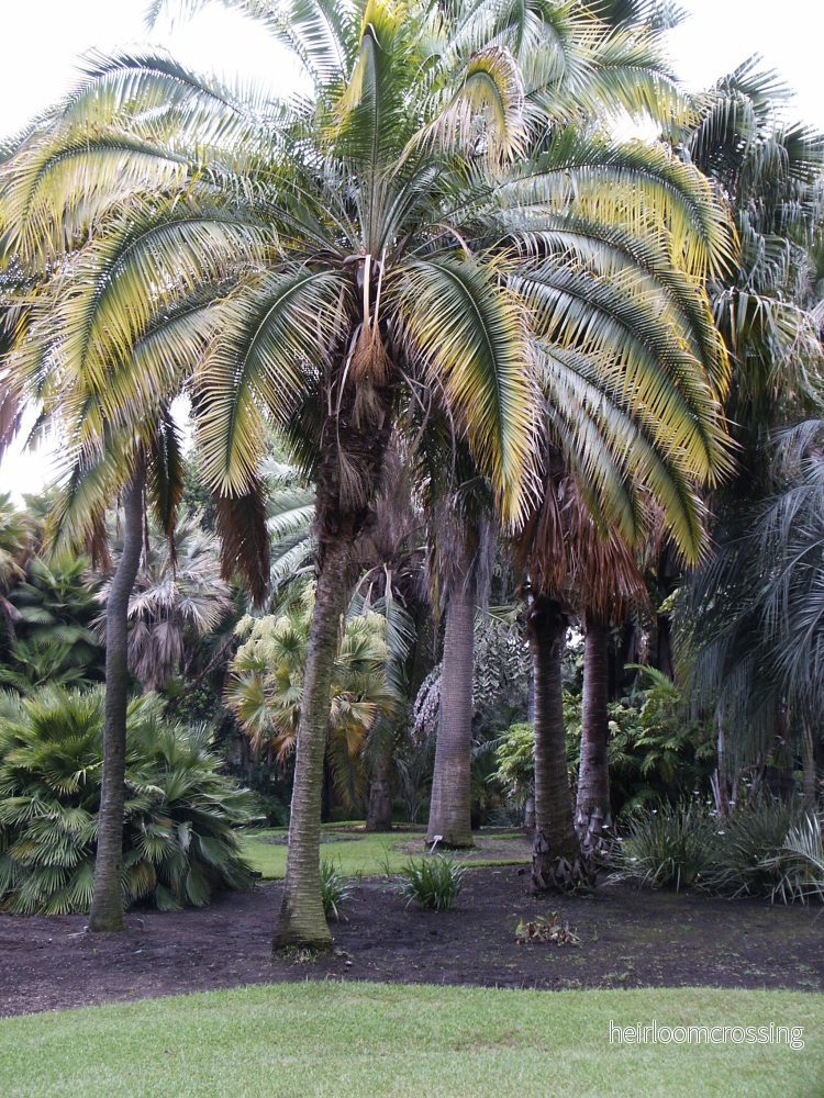 Rock dadelpalm (Phoenix rupicola) | frön, 10 st.