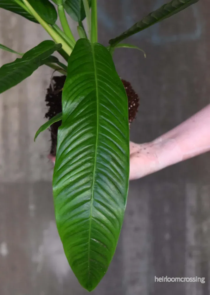 Philodendron Campii - Bild 2
