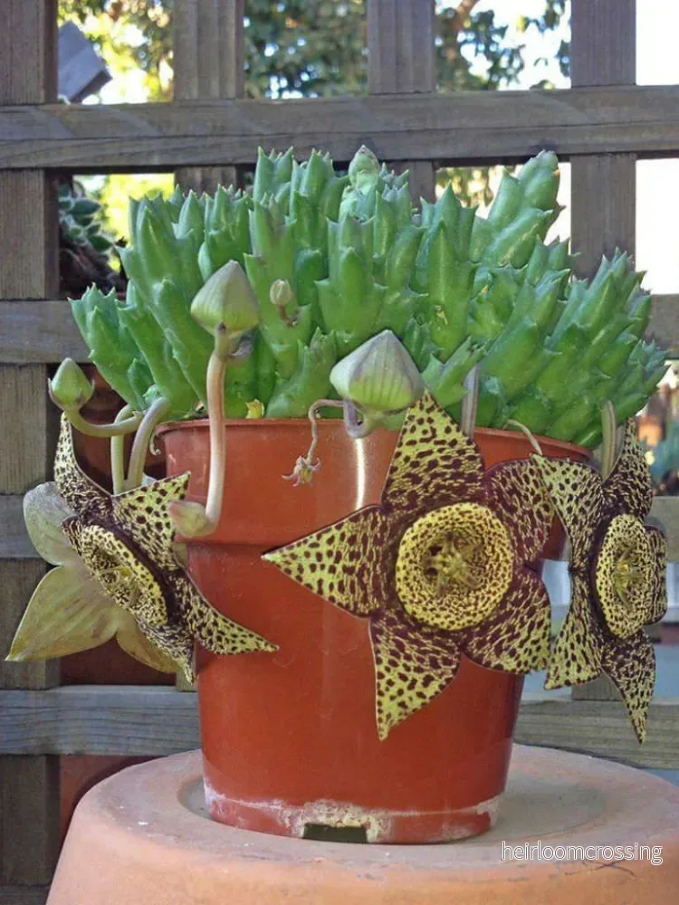 Brokig ordningsstjärna (Stapelia variegata) | frön, 10 st.