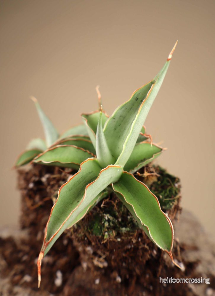 Sansevieria 'Swan Dancer' - Bild 3