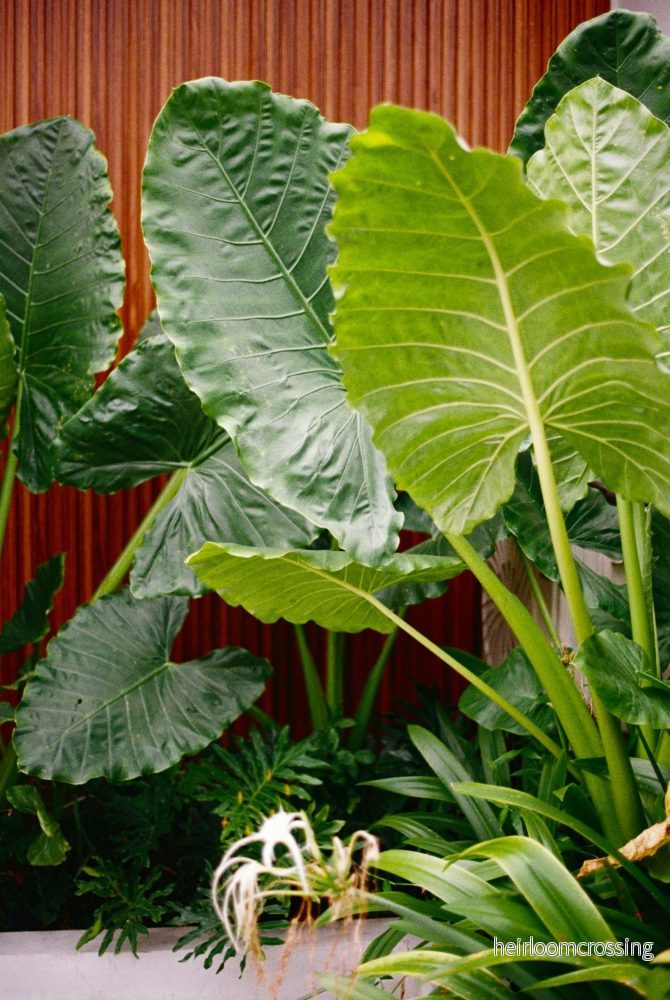 Alocasia macrorrhizos 'giant taro'