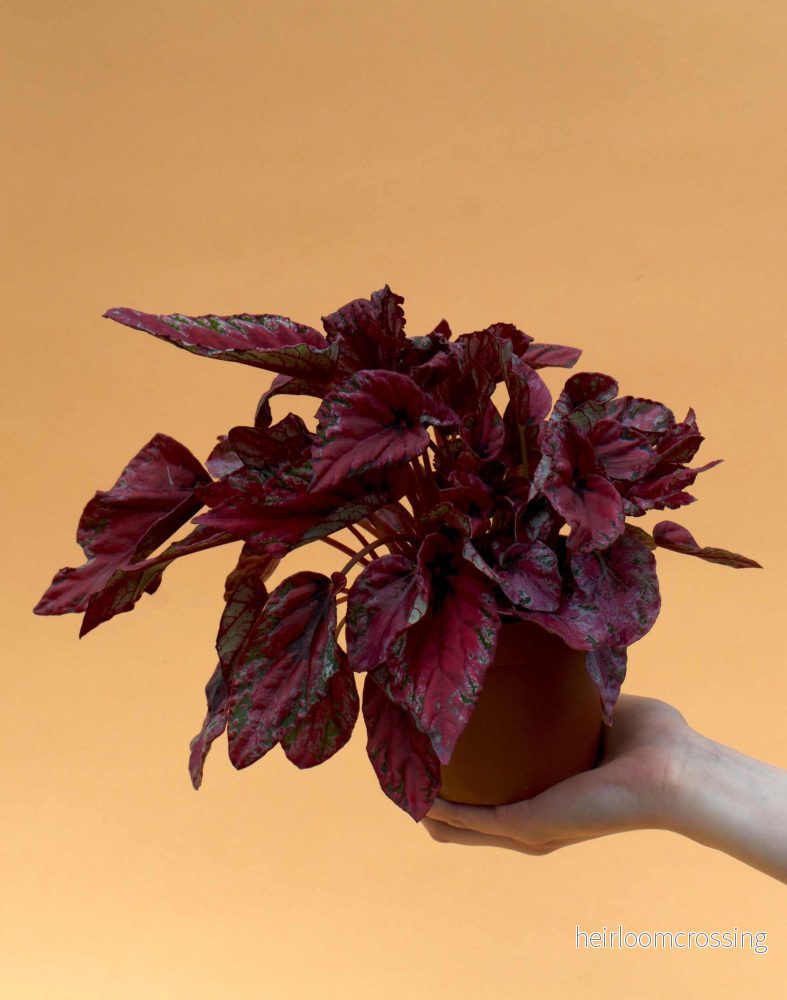 Begonia rex 'Inca Nights'