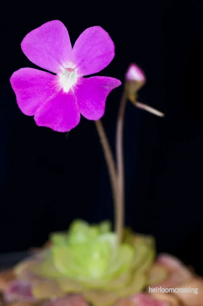 Pinguicula x Weser - Bild 2