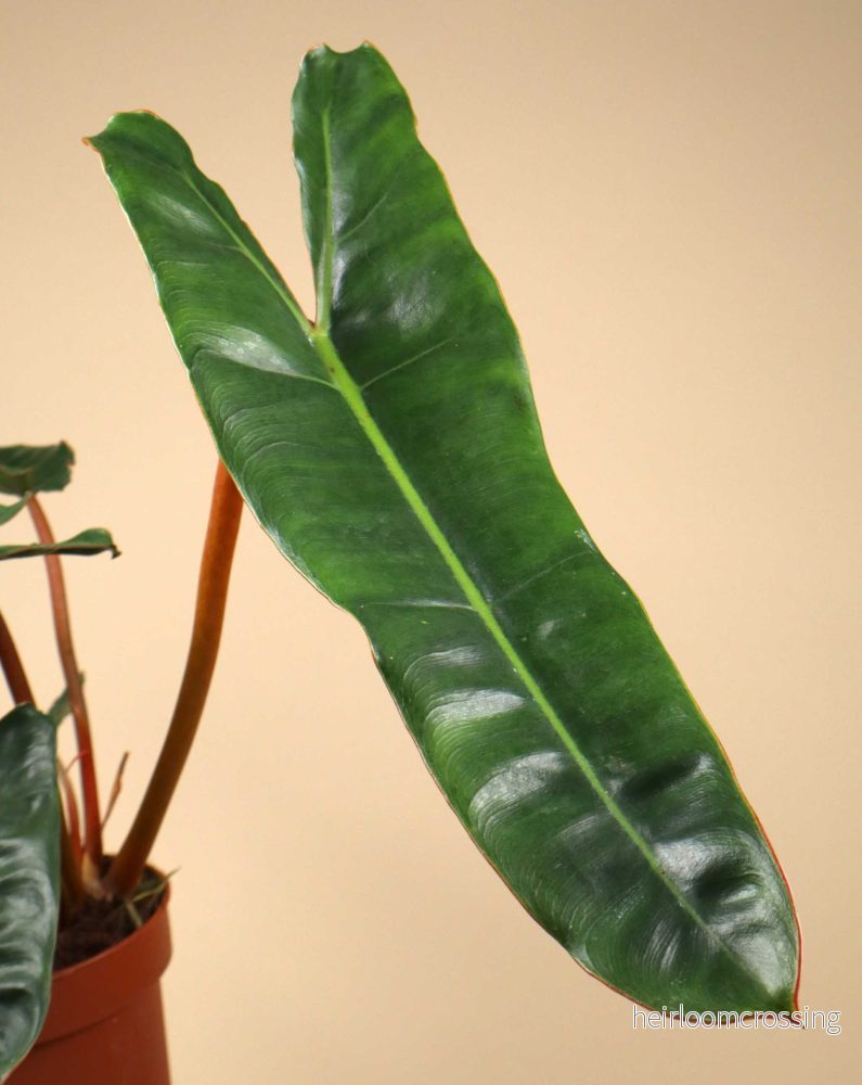 Philodendron billietiae - Bild 2