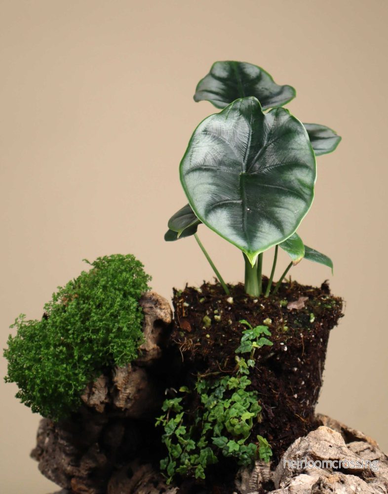 Alocasia reversa