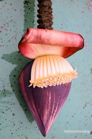 Apfingerbanan (Musa acuminata microcarpa) | frön, 10 st.