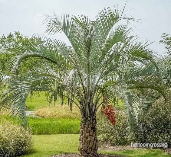 Jelly Palm (Butia odorata) | frön, 10 st. - Bild 3