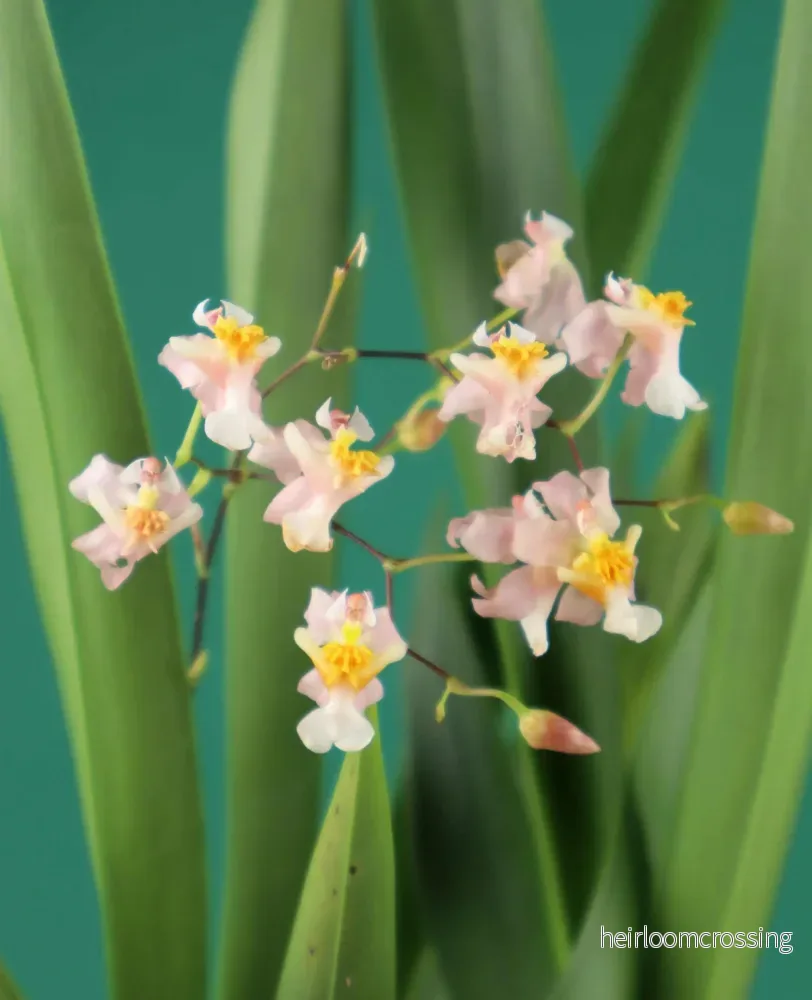 Oncidium 'Tiny Twinkle' (cheirophorum × sotoanum)