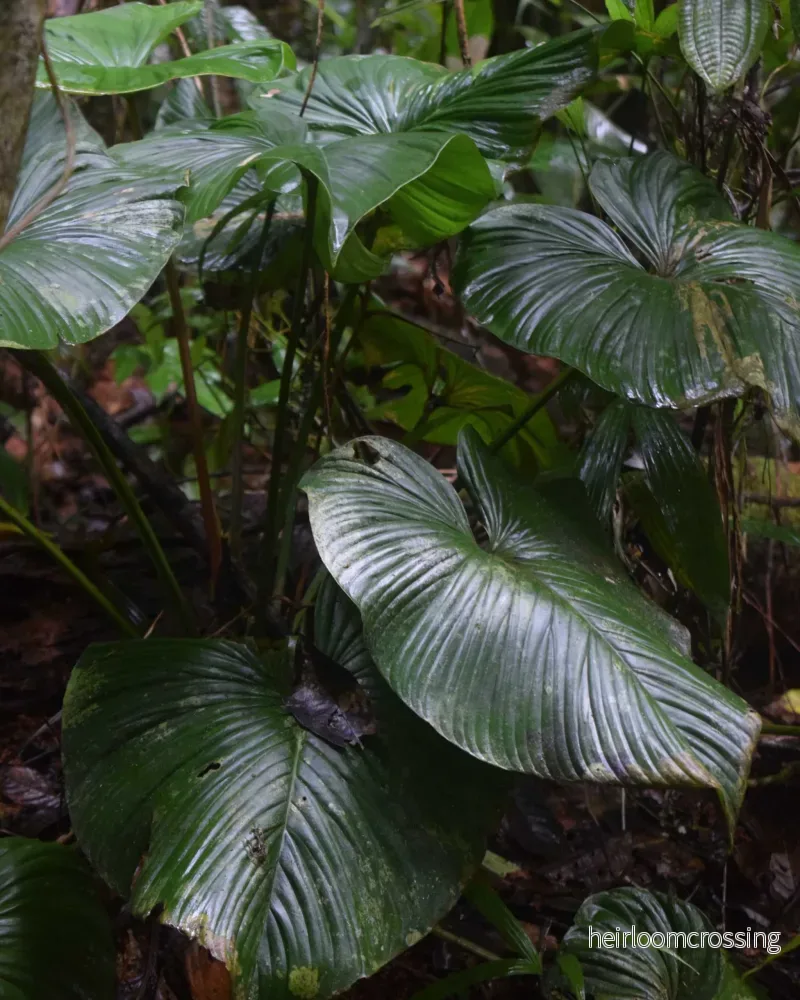 Philodendron grandipes - Bild 2
