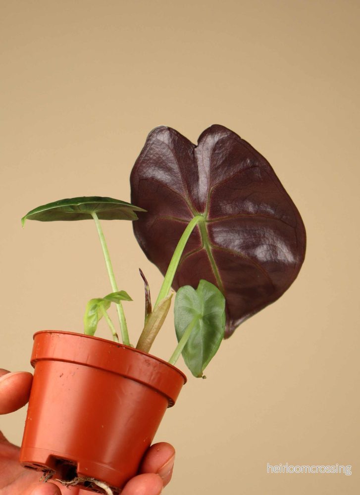 Alocasia golden bone - Bild 2