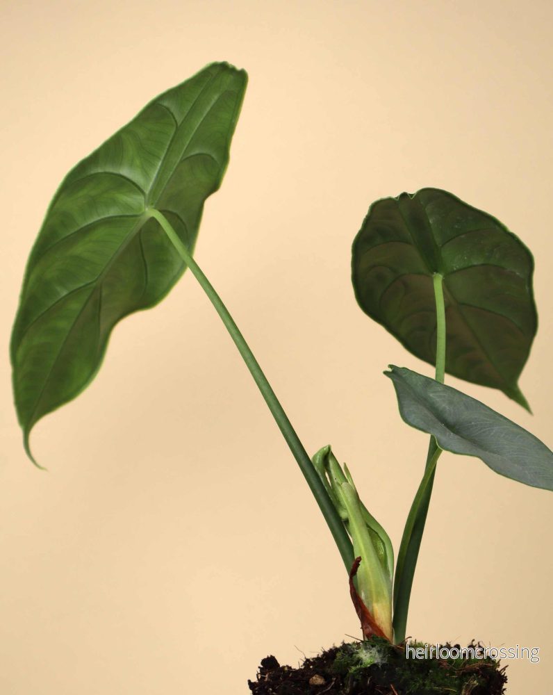 Alocasia puncakborneensis - Bild 3