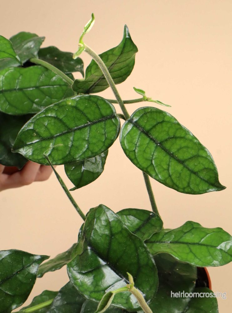 Hoya globulosa - Bild 2