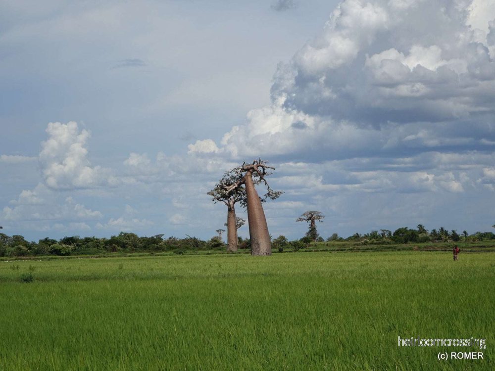 Adansonia grandidieri | Jättebaobab - Bild 3