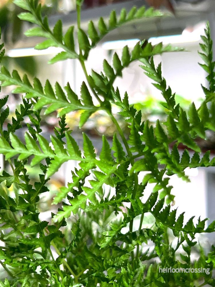 Pteris dentata - Bild 2