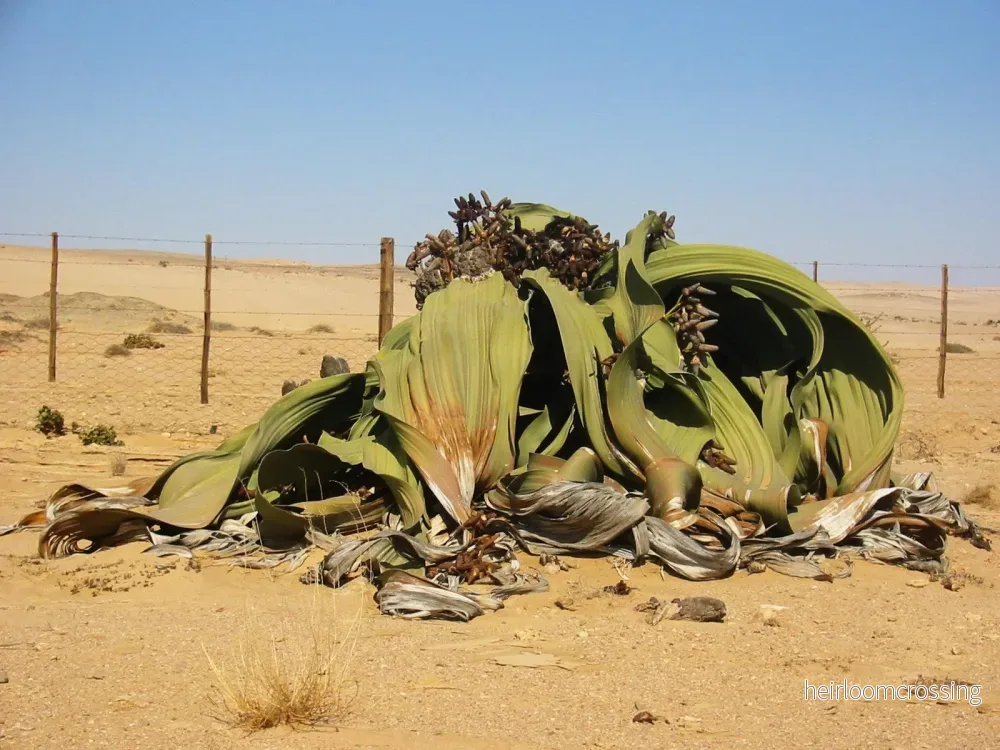 Ökenblad (Welwitschia mirabilis) | frön, 5 st. - Bild 3