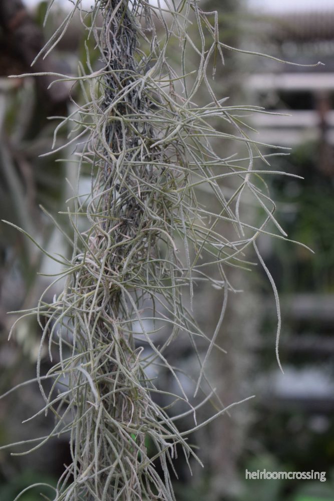 Tillandsia usneoides 'Spansk mossa' - Bild 3
