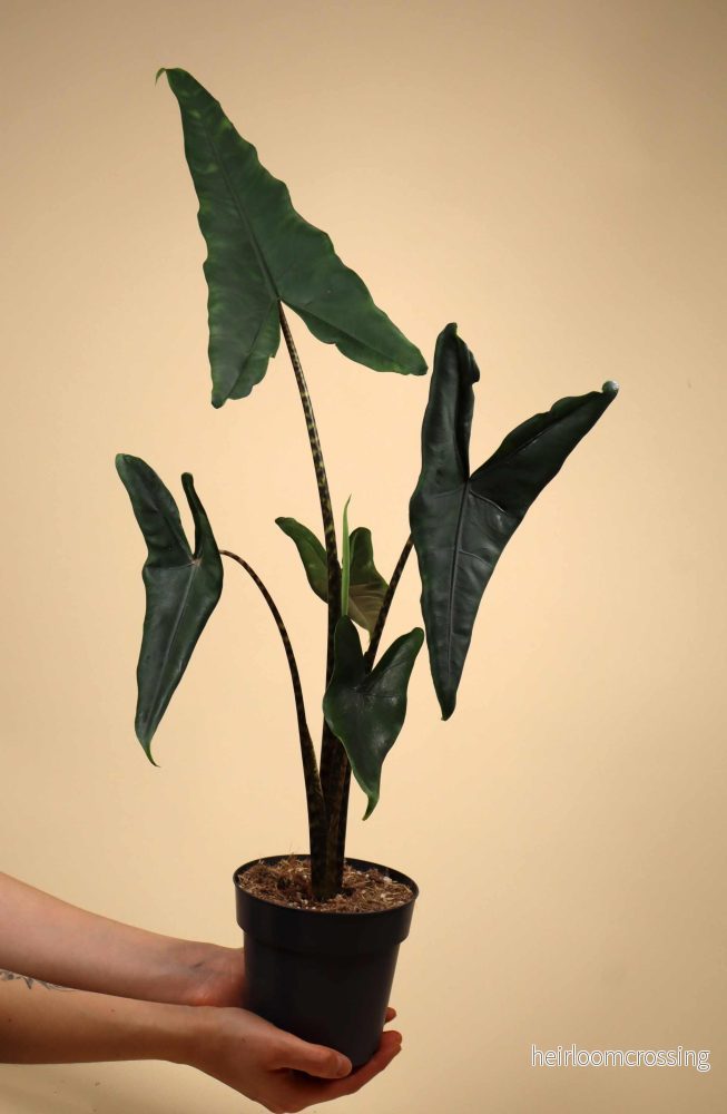 Alocasia zebrina 'tigrina superba' - Bild 3