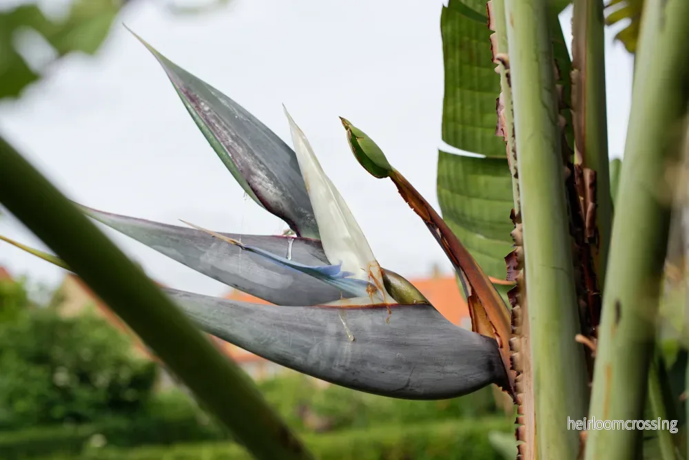 Vit paradisblomma (Strelitzia nicolai) | frön, 10 st. Vit paradisblomma (Strelitzia nicolai) | frön, 10 st.