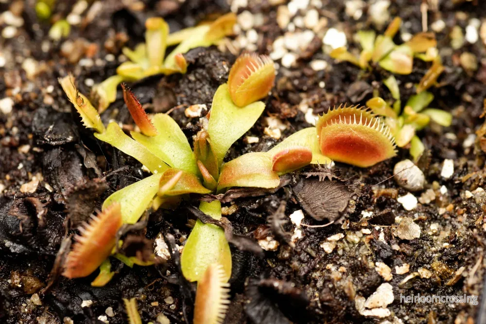 Venus flugfälla (Dionaea muscipula ”UK Sawtooth”) Venus flugfälla (Dionaea muscipula ”UK Sawtooth”)