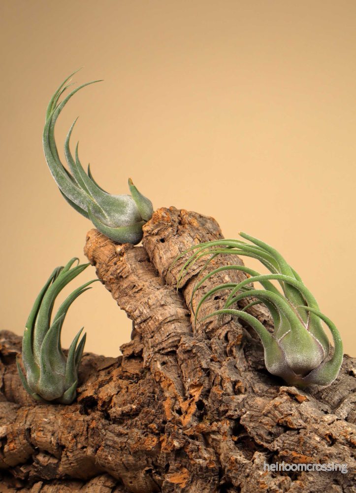 Tillandsia seleriana - Bild 2