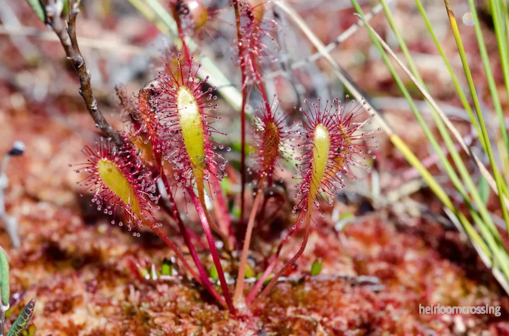 Långbladig solros (Drosera anglica) | frön, 10 st. - Bild 3