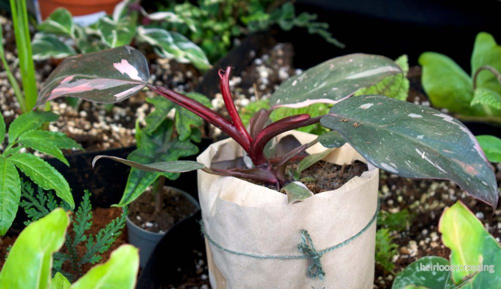Philodendron 'Pink Princess' - Bild 3
